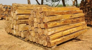 TeakWood-2H